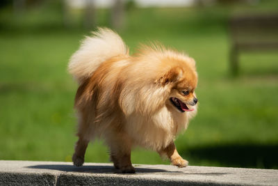 Close-up of a dog