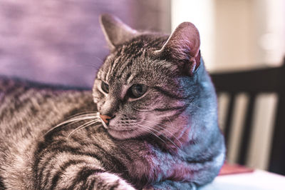 Close-up of a cat looking away