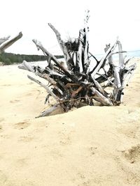 Close-up of dead tree on beach