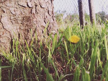 Close-up of yellow flowers growing in field