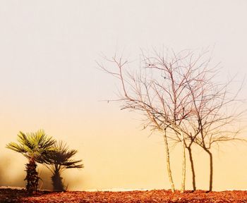 Bare tree against clear sky