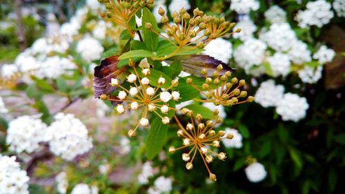 Close-up of white flowers