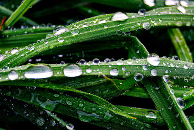 Close-up of raindrops on green leaves during rainy season