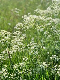 White flowers 