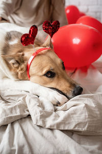 Valentine's day, women's day. pet care. cute funny mixed breed dog wearing heart shaped hairband
