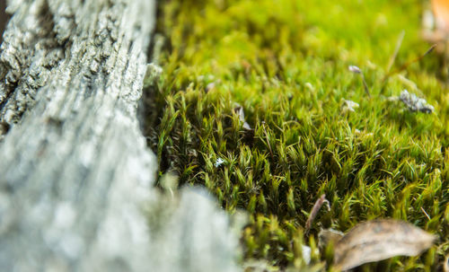 Close-up of moss on rock