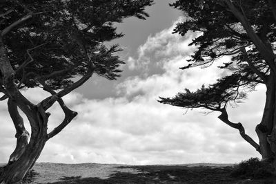 Low angle view of trees against cloudy sky