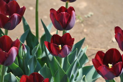 Close-up of red tulips