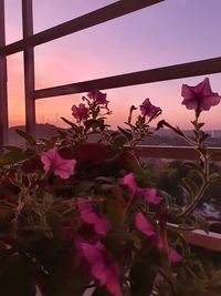 Close-up of pink flowering plants against sky during sunset