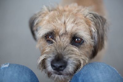 Close-up portrait of dog