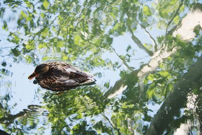 Low angle view of bird perching on tree