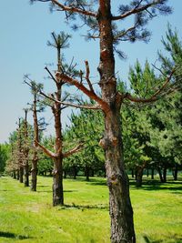 Trees on grassy field