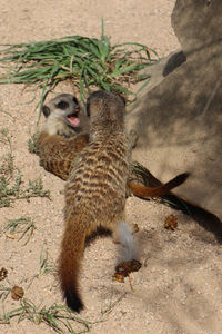 Monkey sitting in a field