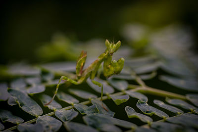 Close-up of green plant