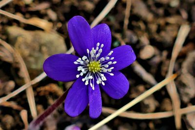 Close-up of purple crocus flower