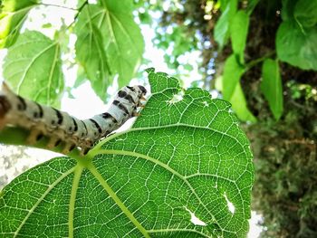 Close-up of insect on leaf