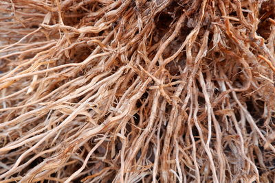 Full frame shot of dry plants