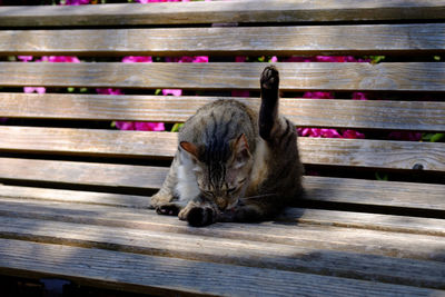 Close-up of cat relaxing on wood