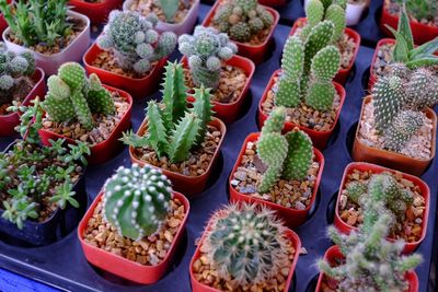 High angle view of succulent plants at market