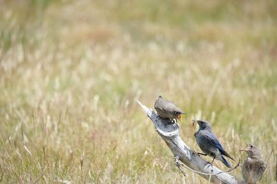 Bird on grassy field