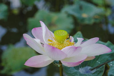 Close-up of pink lotus water lily