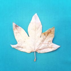 High angle view of maple leaf against blue background