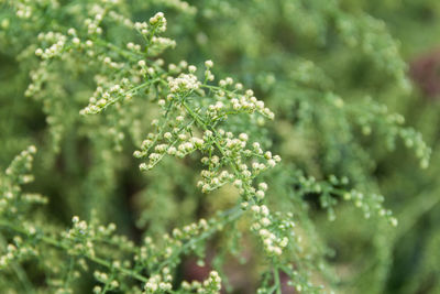 Close-up of flowering plant