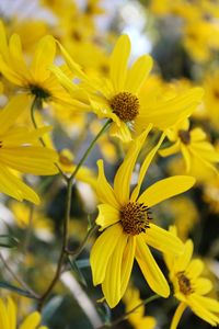 Close-up of yellow flower
