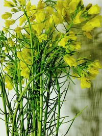 Close-up of yellow flowering plant