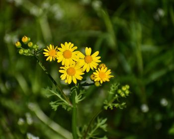 Close-up of yellow flowering plant