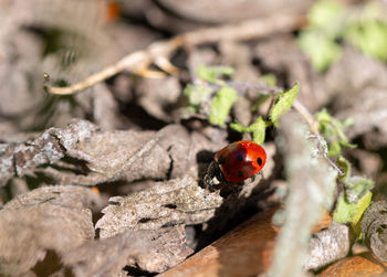 Close-up of ladybug on wood