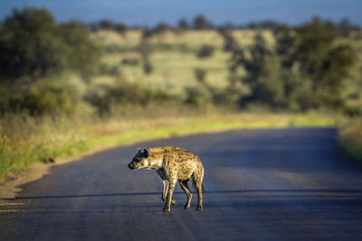 Hyena on road at national park