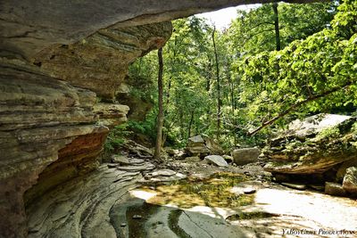 Scenic view of river passing through forest