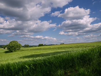 Scenic view of agricultural field against sky