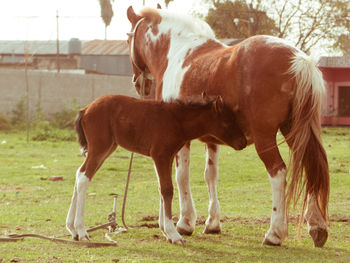 Mare and foal in field