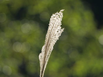 Close-up of plant on field