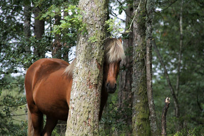 View of a horse in the forest