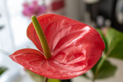 Close up of red flamingo flower, anthurium