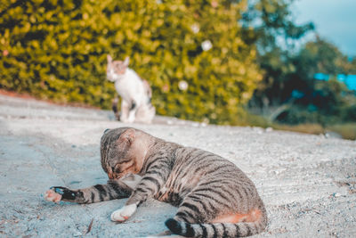 Cat lying on the road