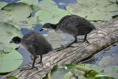 Young coots