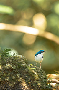 Close-up of bird perching outdoors