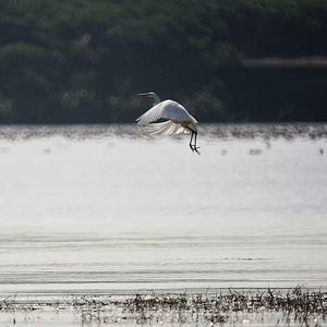 Bird flying over water