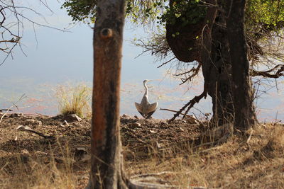Bird perching on tree against sky