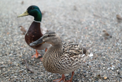 High angle view of mallard ducks