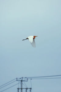 Low angle view of bird flying in sky