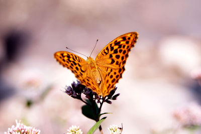 Close-up of butterfly pollinating on flower