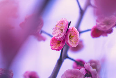 Close-up of pink cherry blossom