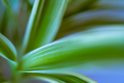 Close-up of green leaf