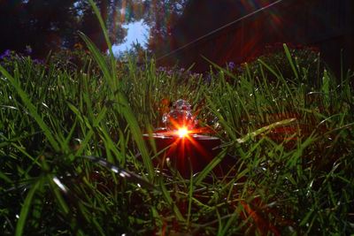 Close-up of illuminated plants on field