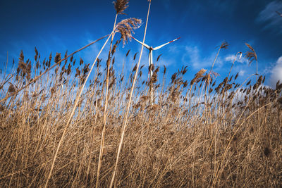 Low angle view of plants against sky
